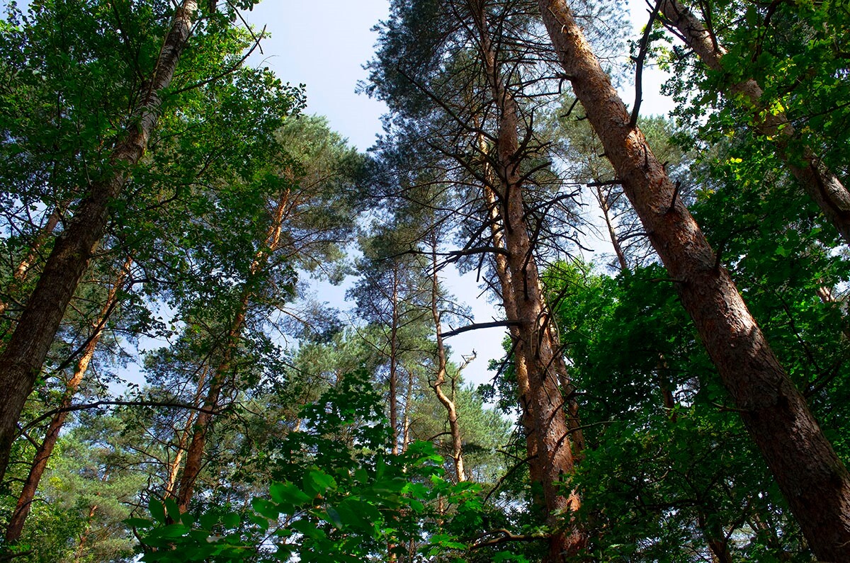 Halemba, malownicza dzielnica Rudy Śląskiej, to idealne miejsce na letnie spacery po lesie. / fot. Marek Faber