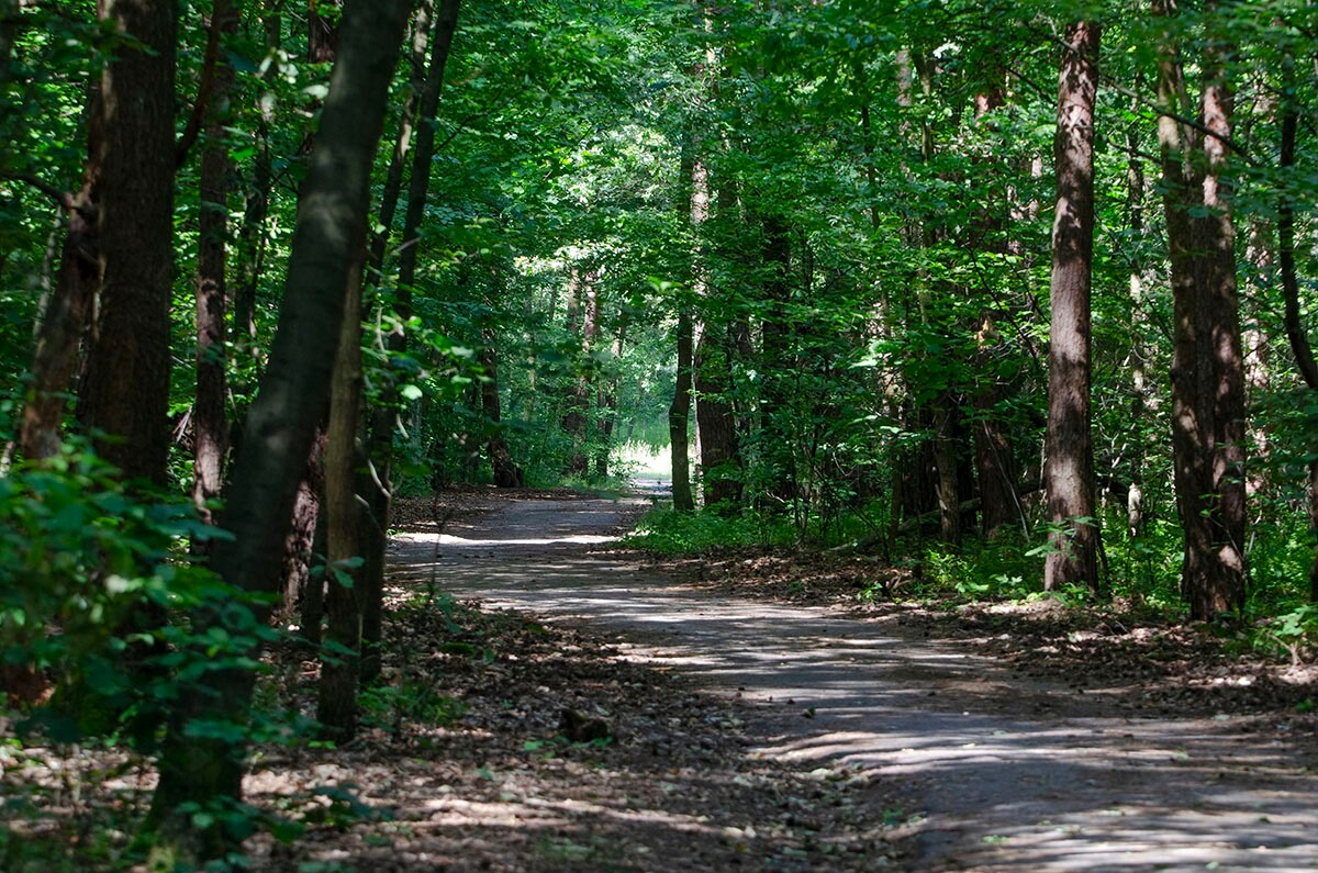 Halemba, malownicza dzielnica Rudy Śląskiej, to idealne miejsce na letnie spacery po lesie. / fot. Marek Faber