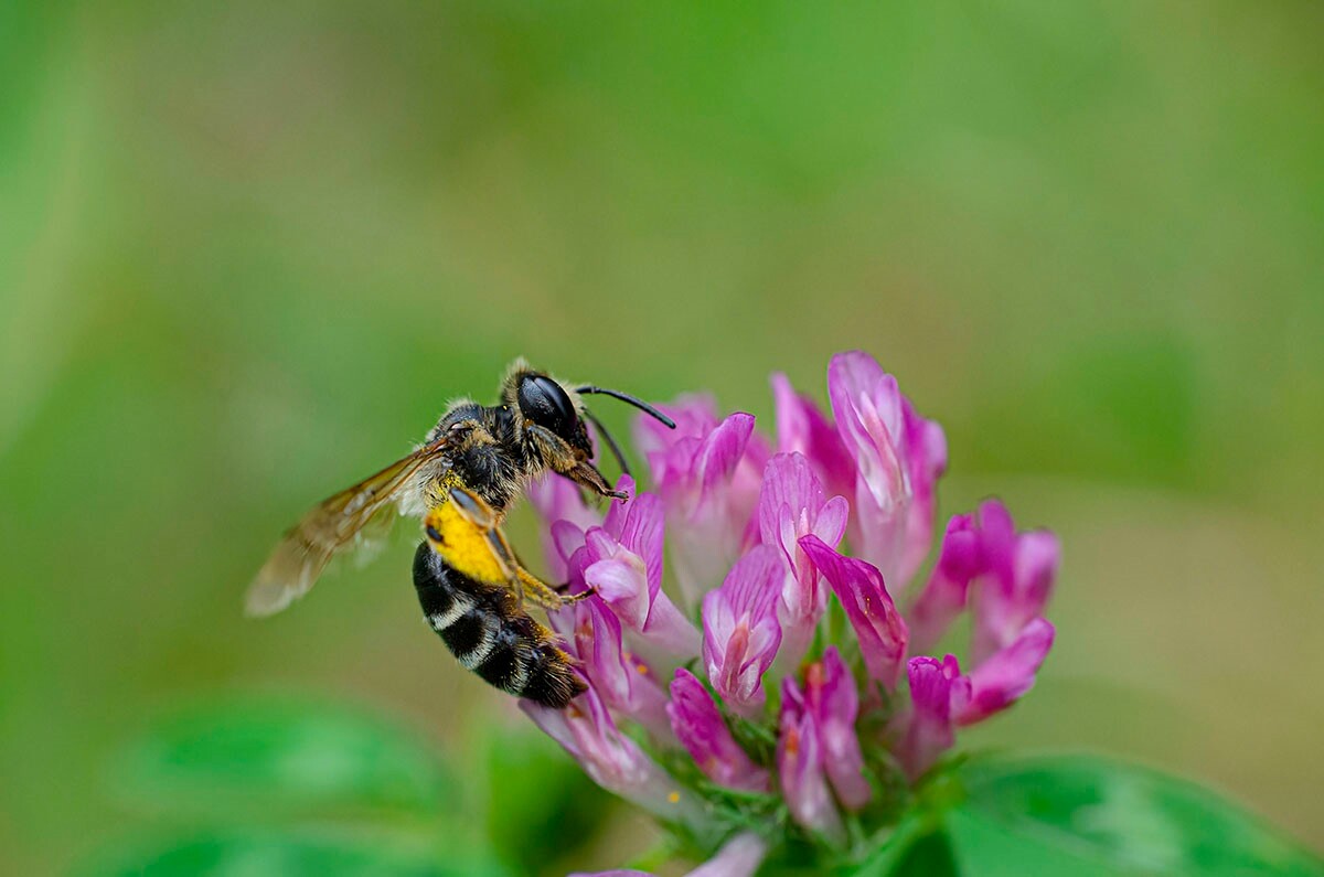 Halemba, malownicza dzielnica Rudy Śląskiej, to idealne miejsce na letnie spacery po lesie. / fot. Marek Faber