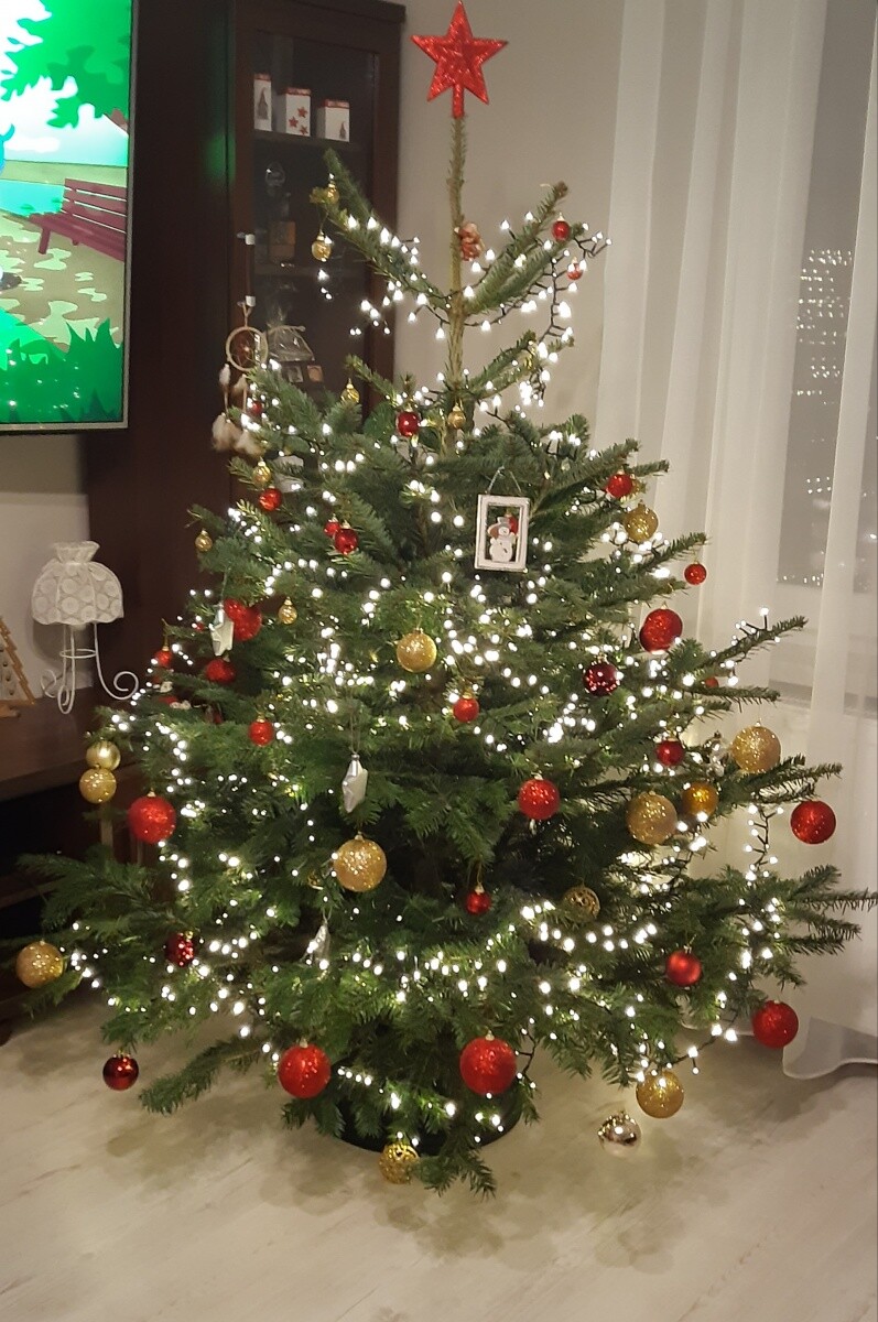 Pierwsza żywa choinka; )
dzielnica: Godula