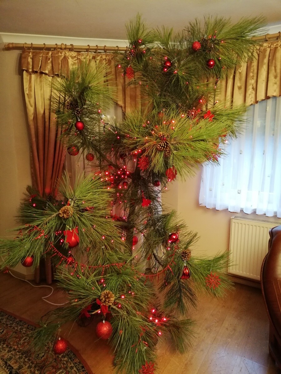 Sama natura - Sosna 
dzielnica: Bielszowice 