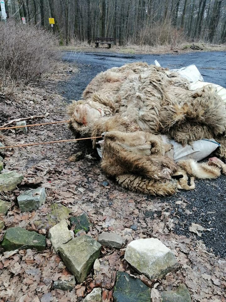 Makabryczne odkrycie w Rudzie Śląskiej. Na granicy Rudy Śląskiej i Zabrza porzucone zostały pozostałości po uboju owiec. Sprawę bada policja.

fot. FB Krzysztof Mejer