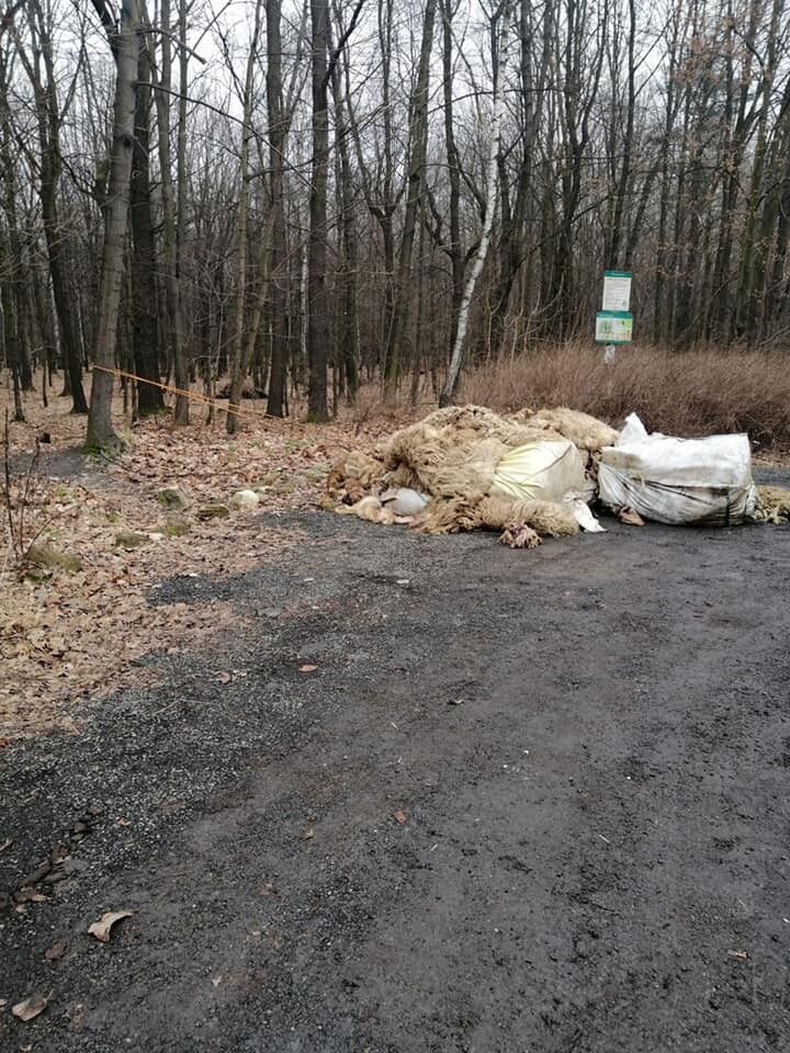 Makabryczne odkrycie w Rudzie Śląskiej. Na granicy Rudy Śląskiej i Zabrza porzucone zostały pozostałości po uboju owiec. Sprawę bada policja.

fot. FB Krzysztof Mejer