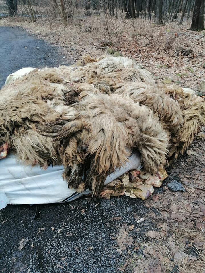 Makabryczne odkrycie w Rudzie Śląskiej. Na granicy Rudy Śląskiej i Zabrza porzucone zostały pozostałości po uboju owiec. Sprawę bada policja.

fot. FB Krzysztof Mejer