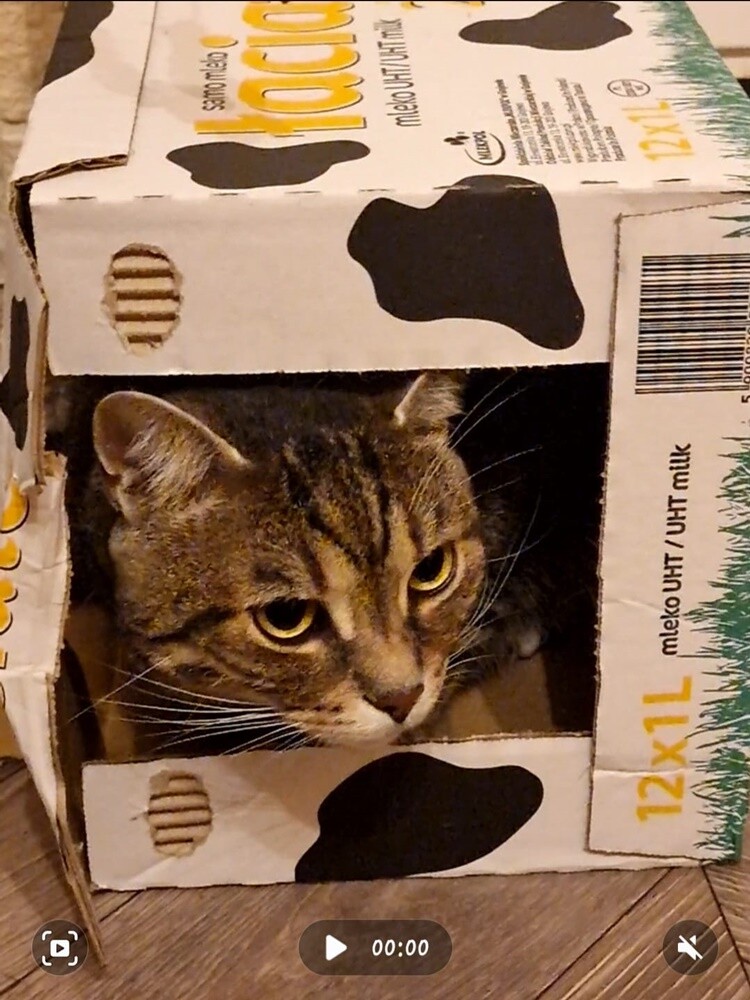 Międzynarodowy Dzień Kota. / fot. Czytelnicy