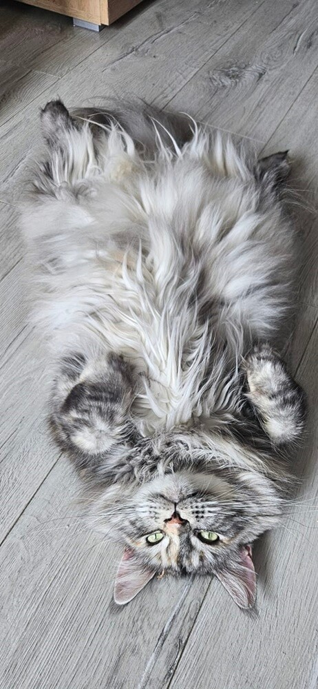 Międzynarodowy Dzień Kota. / fot. Czytelnicy