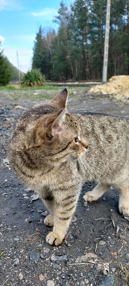 Międzynarodowy Dzień Kota. / fot. Czytelnicy