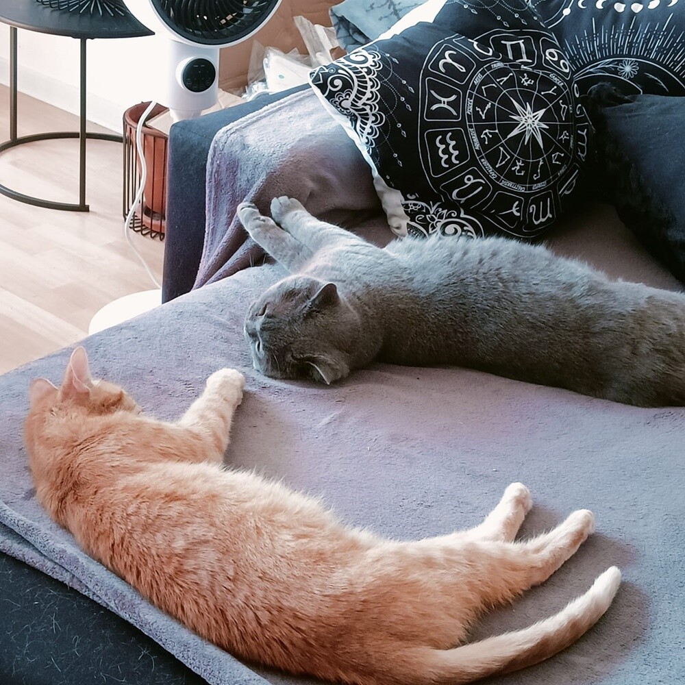 Międzynarodowy Dzień Kota. / fot. Czytelnicy