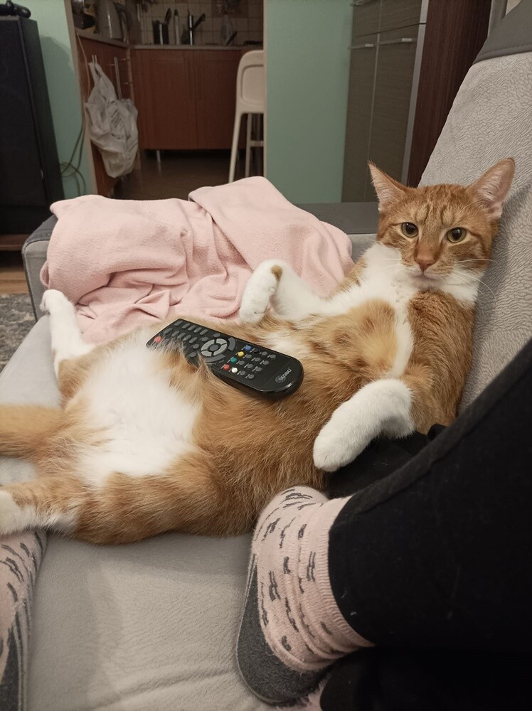 Międzynarodowy Dzień Kota. / fot. Czytelnicy