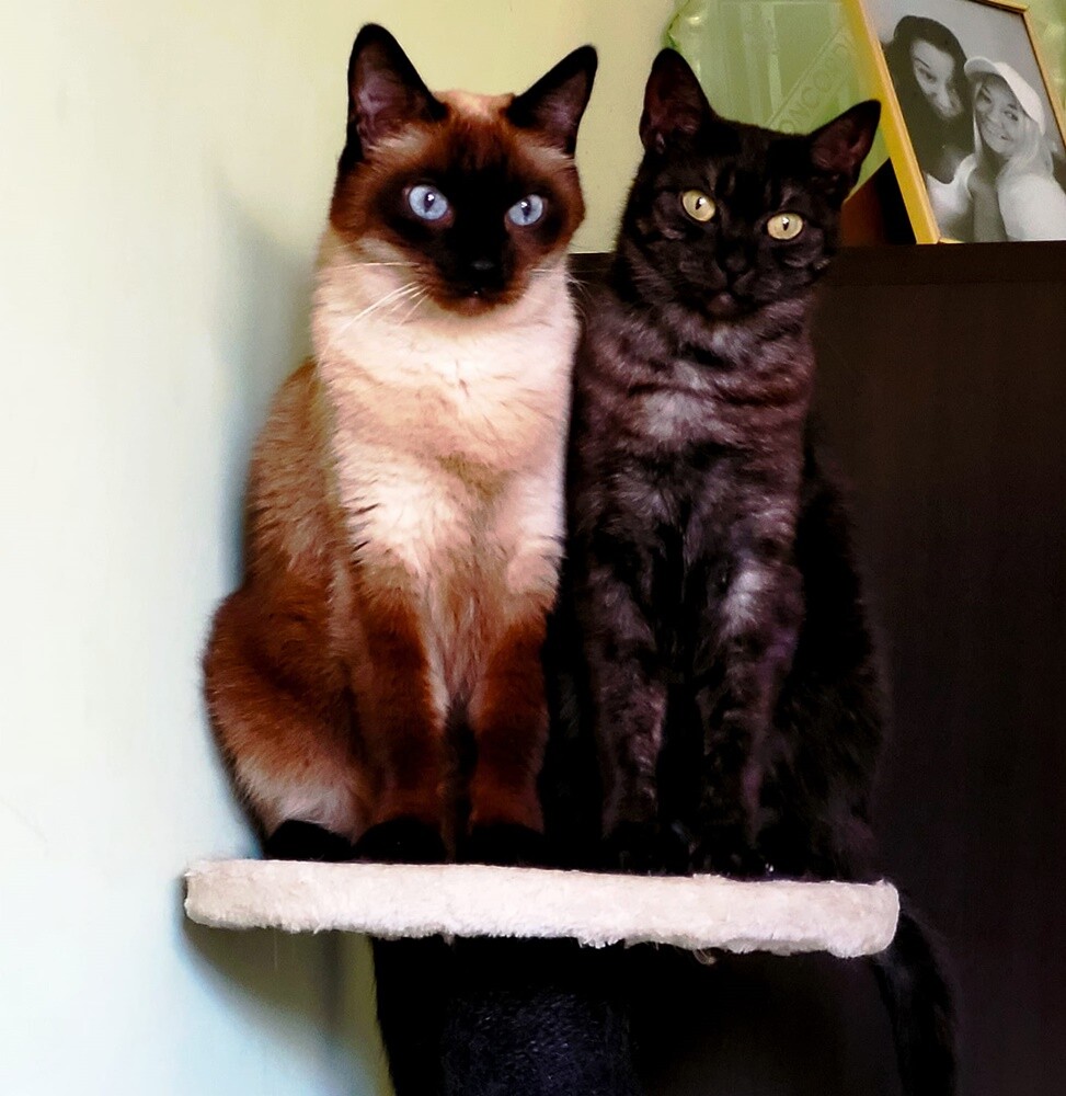 Międzynarodowy Dzień Kota. / fot. Czytelnicy