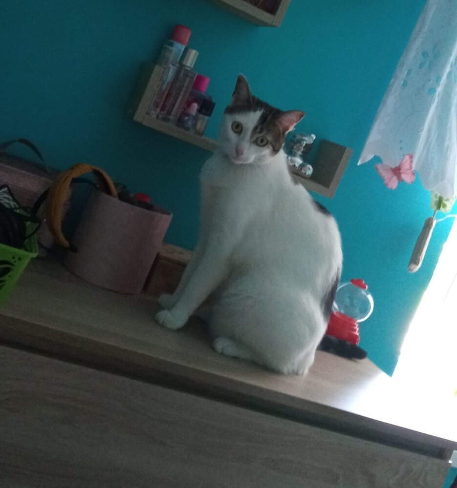 Międzynarodowy Dzień Kota. / fot. Czytelnicy