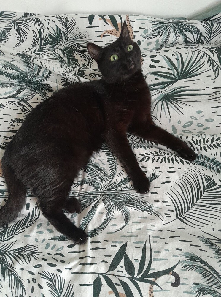 Międzynarodowy Dzień Kota. / fot. Czytelnicy