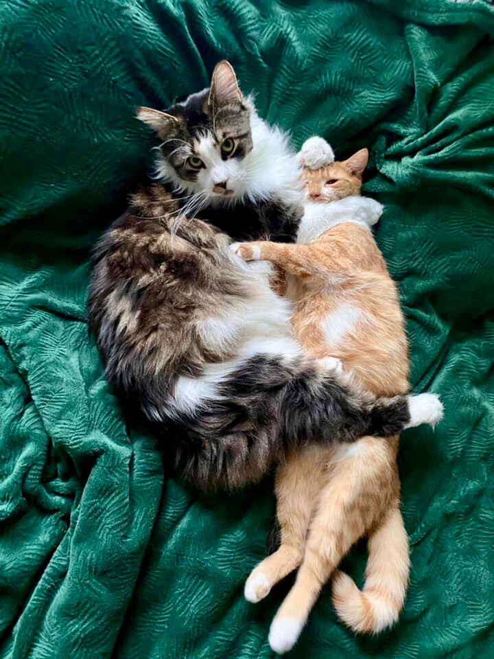 Międzynarodowy Dzień Kota. / fot. Czytelnicy