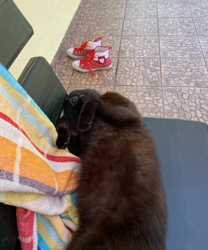 Międzynarodowy Dzień Kota. / fot. Czytelnicy