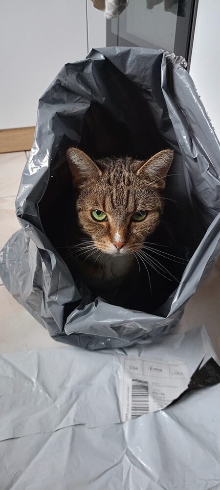 Międzynarodowy Dzień Kota. / fot. Czytelnicy