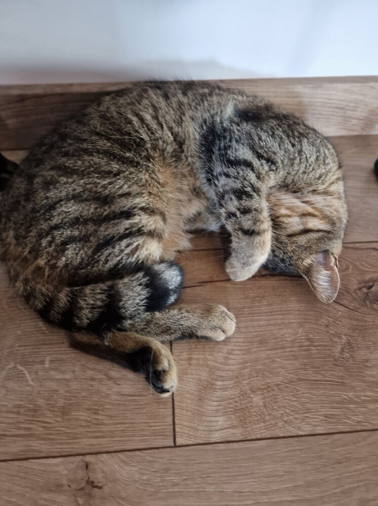 Międzynarodowy Dzień Kota. / fot. Czytelnicy