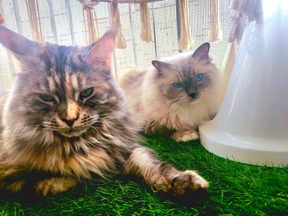 Międzynarodowy Dzień Kota. / fot. Czytelnicy