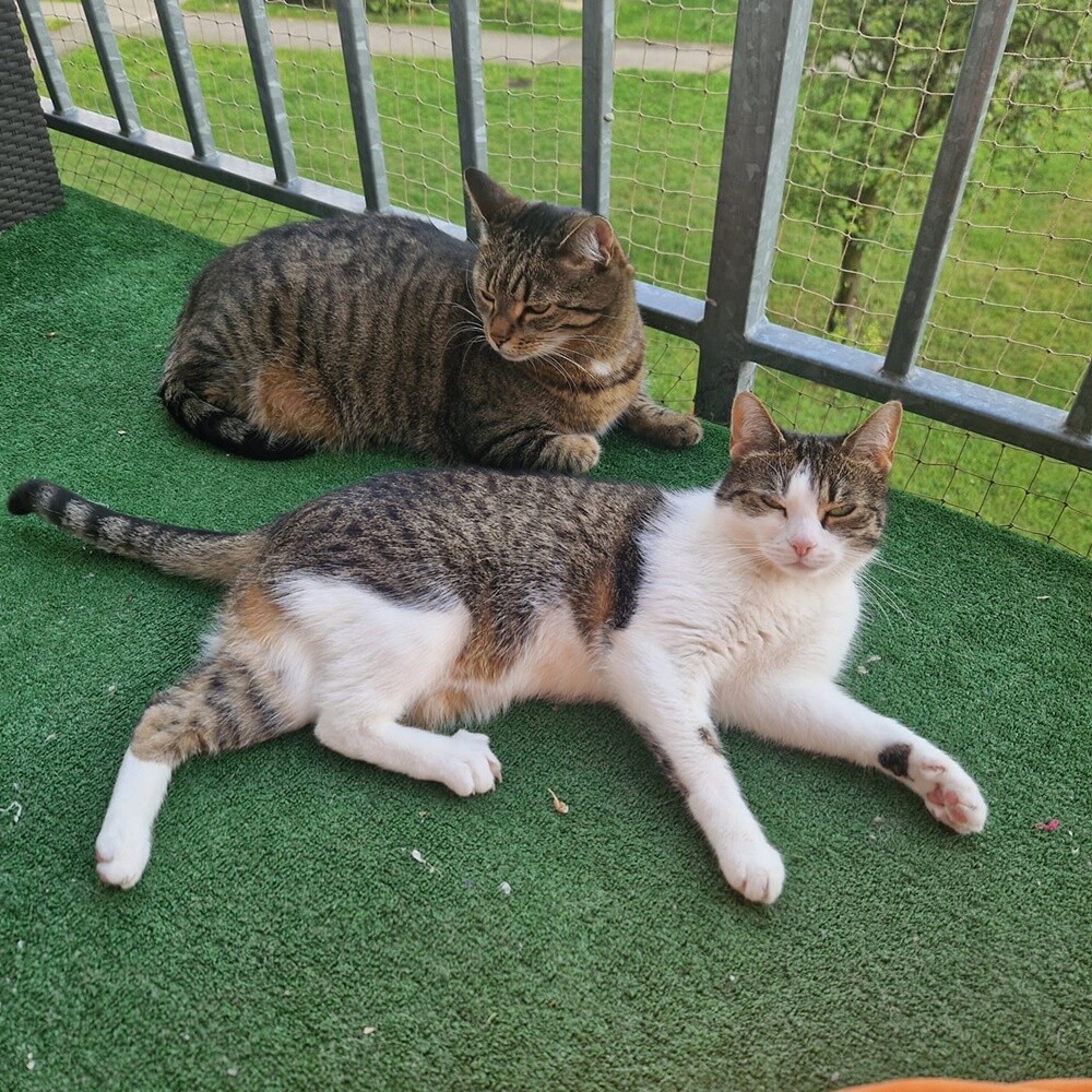 Międzynarodowy Dzień Kota. / fot. Czytelnicy