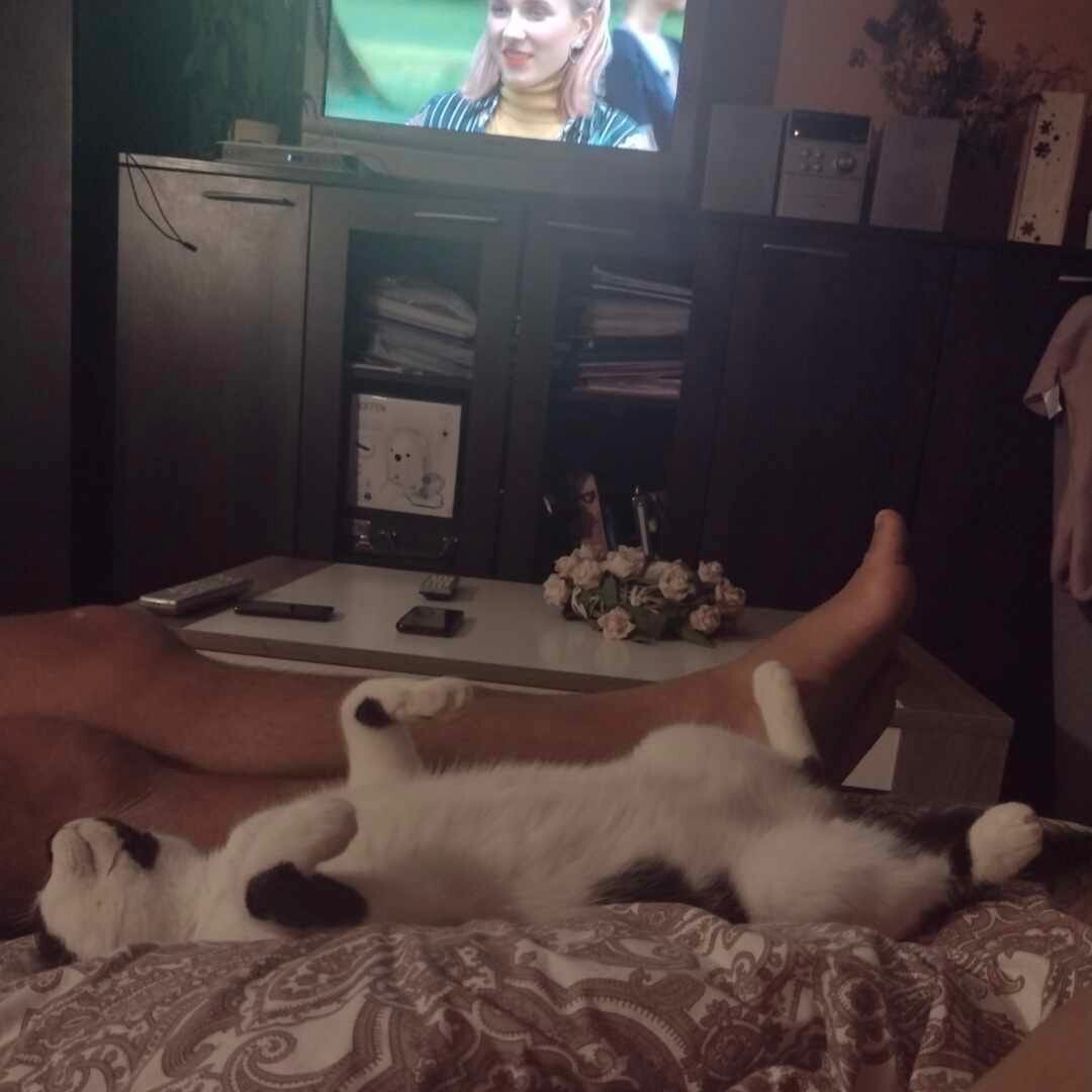 Międzynarodowy Dzień Kota. / fot. Czytelnicy