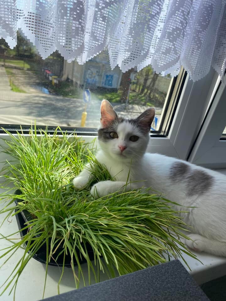 Międzynarodowy Dzień Kota. / fot. Czytelnicy