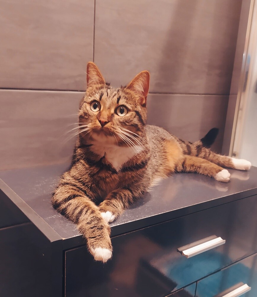 Międzynarodowy Dzień Kota. / fot. Czytelnicy