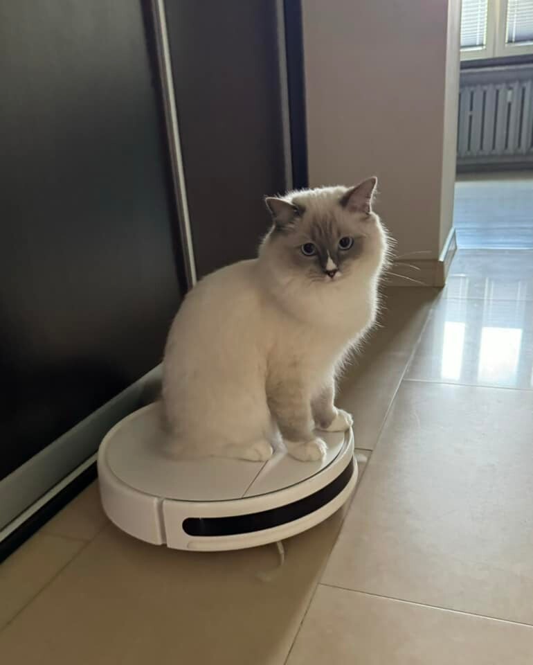 Międzynarodowy Dzień Kota. / fot. Czytelnicy