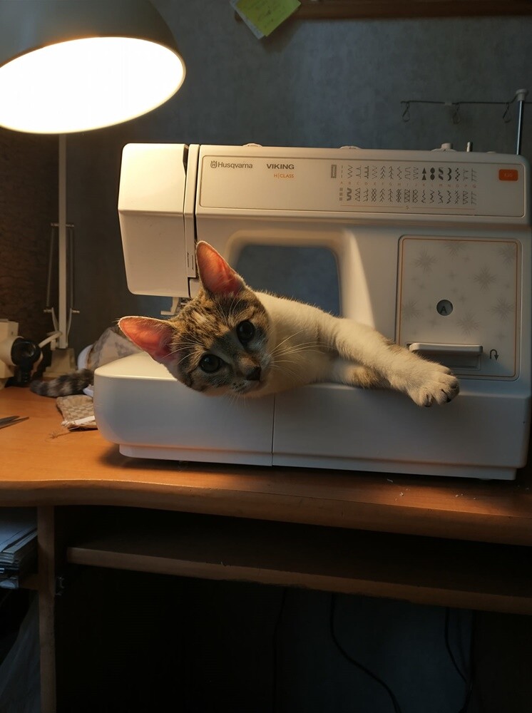 Międzynarodowy Dzień Kota. / fot. Czytelnicy