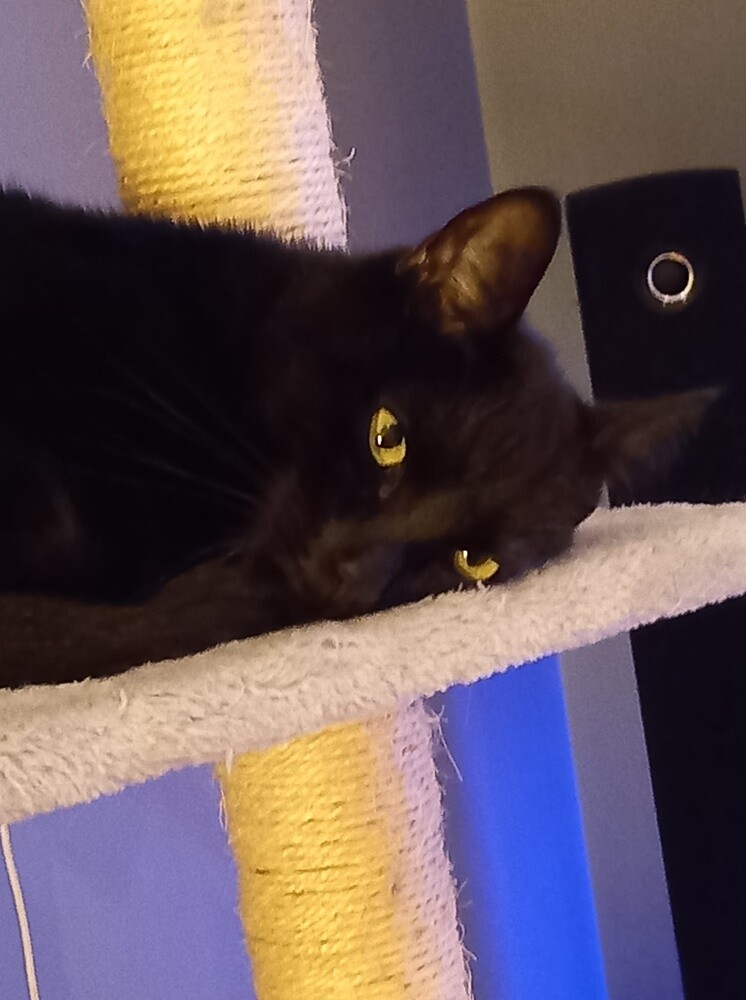 Międzynarodowy Dzień Kota. / fot. Czytelnicy