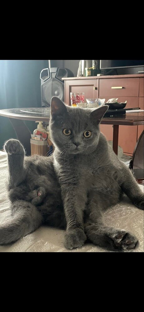 Międzynarodowy Dzień Kota. / fot. Czytelnicy