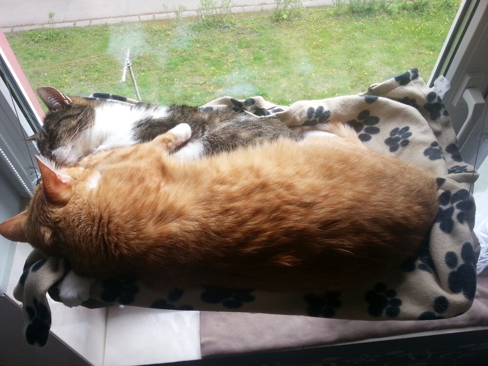 Międzynarodowy Dzień Kota. / fot. Czytelnicy