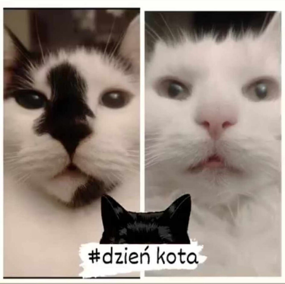 Międzynarodowy Dzień Kota. / fot. Czytelnicy