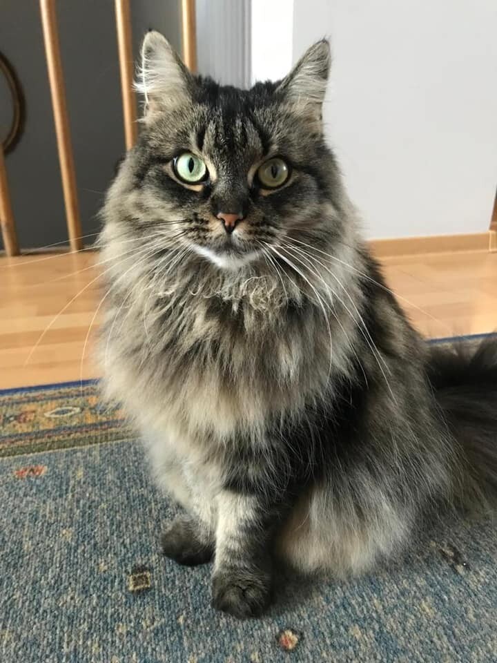 Międzynarodowy Dzień Kota. / fot. Czytelnicy