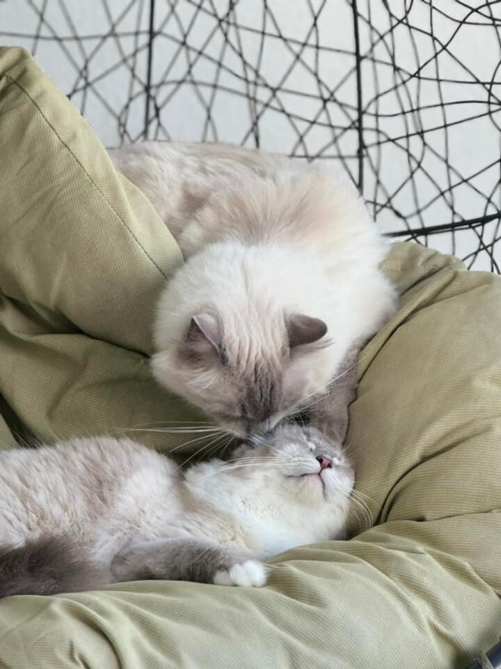 Międzynarodowy Dzień Kota. / fot. Czytelnicy