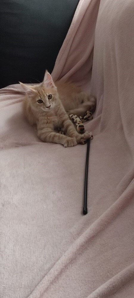 Międzynarodowy Dzień Kota. / fot. Czytelnicy