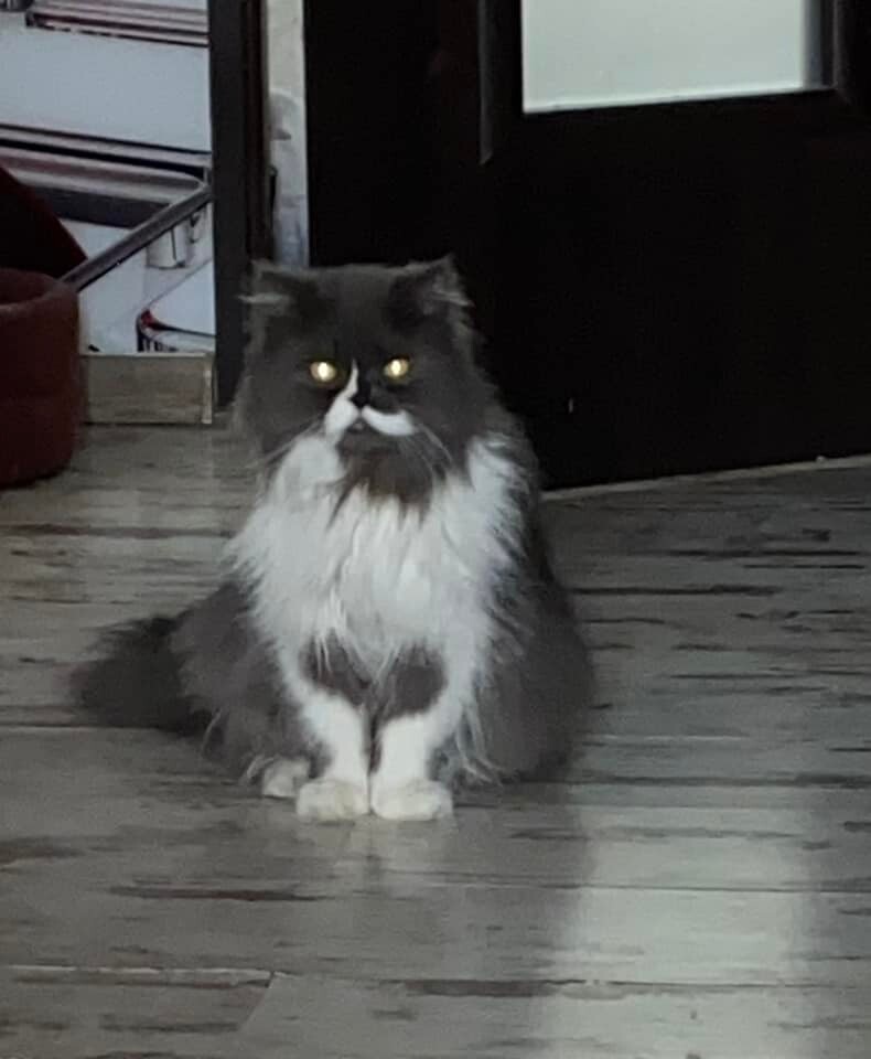 Międzynarodowy Dzień Kota. / fot. Czytelnicy