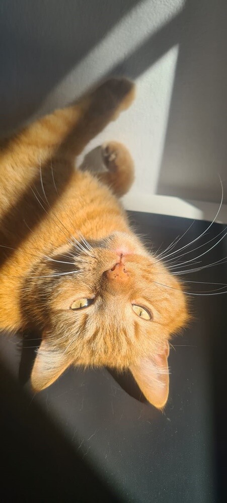 Międzynarodowy Dzień Kota. / fot. Czytelnicy