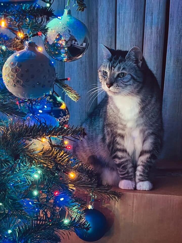 Międzynarodowy Dzień Kota. / fot. Czytelnicy