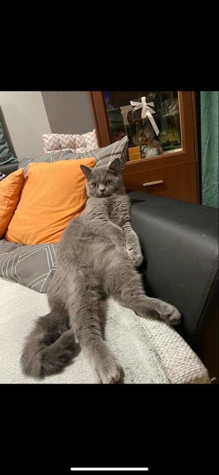 Międzynarodowy Dzień Kota. / fot. Czytelnicy