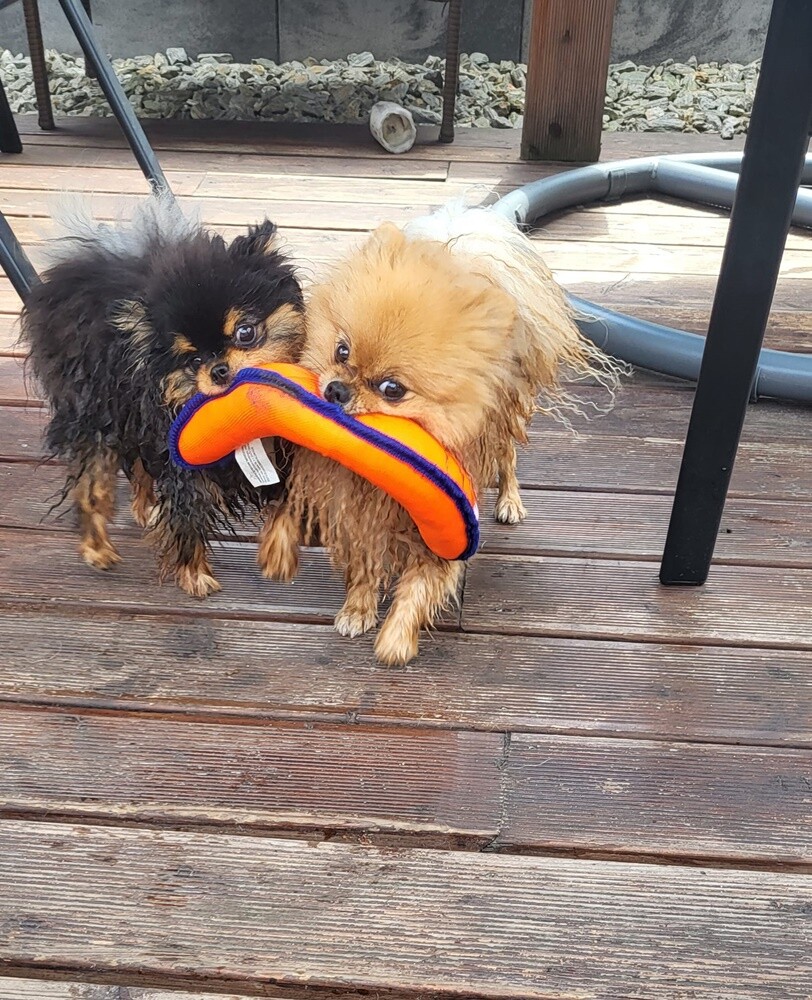 26 sierpnia świętowaliśmy Międzynarodowy Dzień Psa. Oto pupile naszych Czytelników.