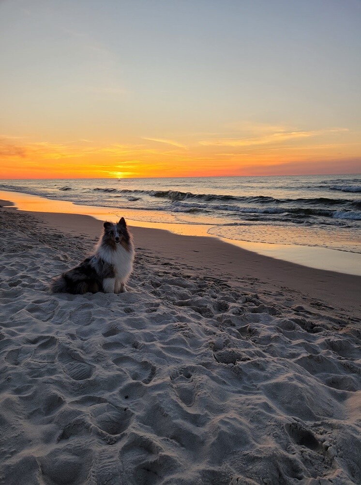 26 sierpnia świętowaliśmy Międzynarodowy Dzień Psa. Oto pupile naszych Czytelników.