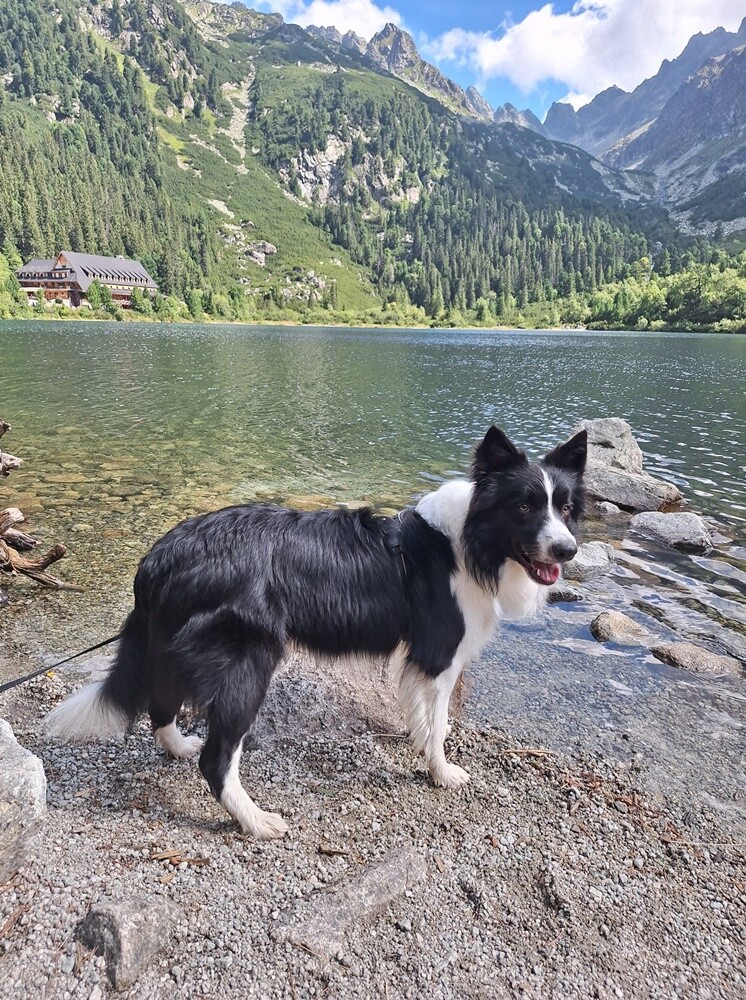 26 sierpnia świętowaliśmy Międzynarodowy Dzień Psa. Oto pupile naszych Czytelników.