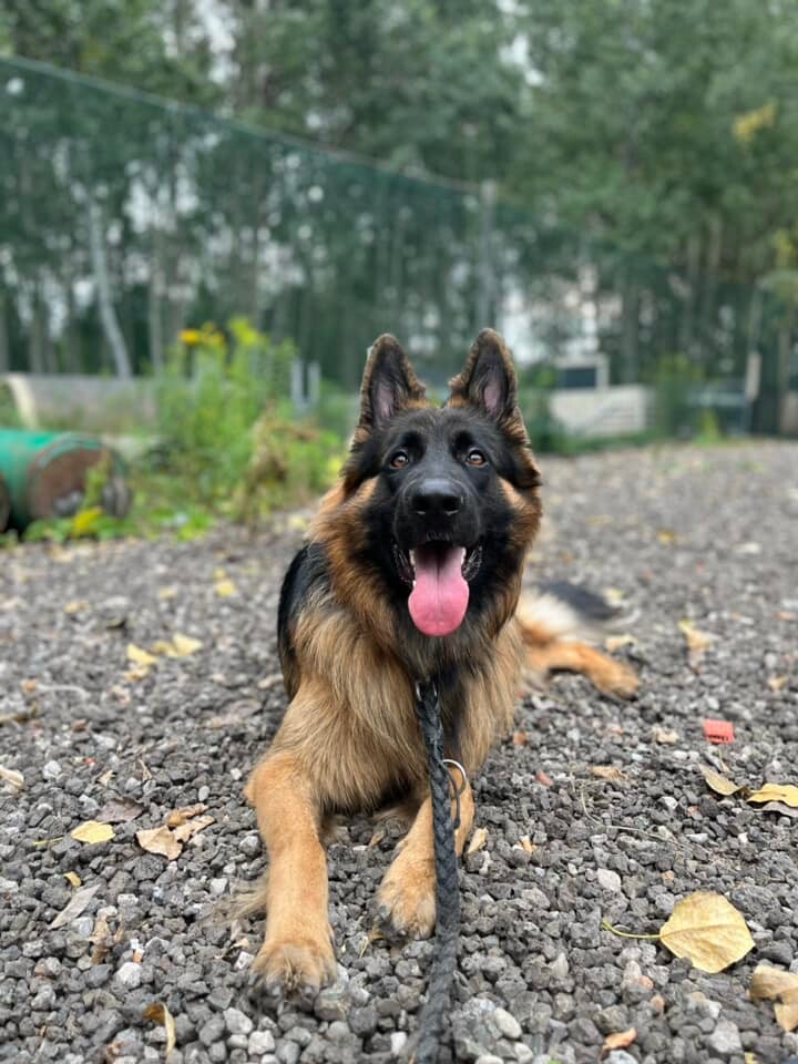 26 sierpnia świętowaliśmy Międzynarodowy Dzień Psa. Oto pupile naszych Czytelników.