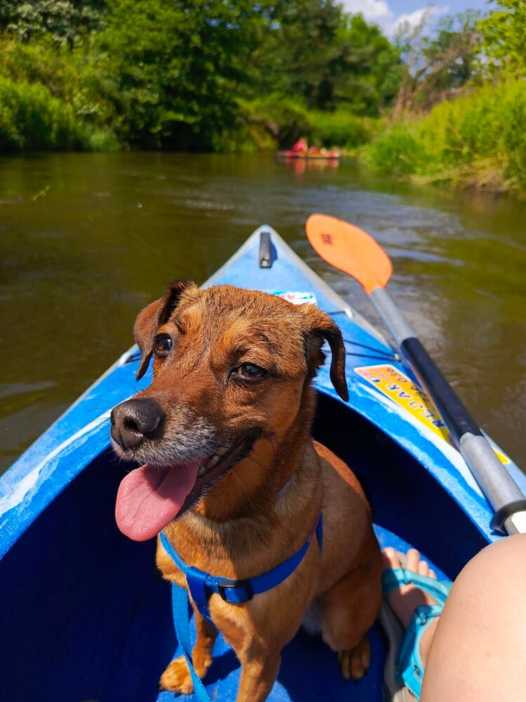 26 sierpnia świętowaliśmy Międzynarodowy Dzień Psa. Oto pupile naszych Czytelników.