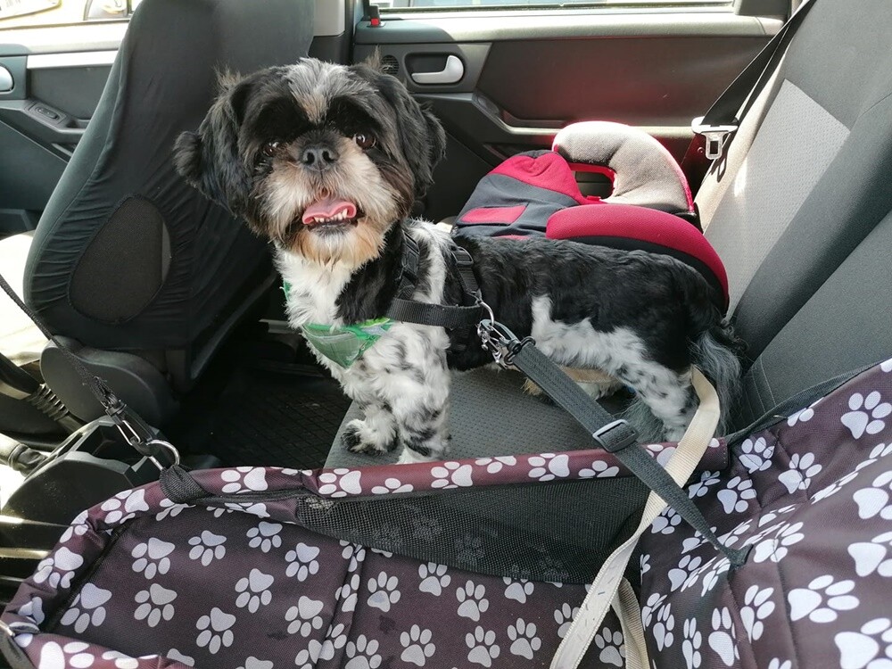 26 sierpnia świętowaliśmy Międzynarodowy Dzień Psa. Oto pupile naszych Czytelników.