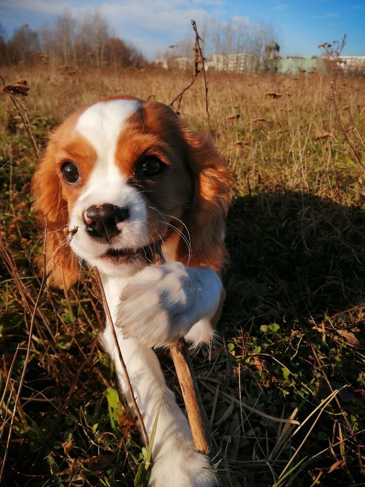 26 sierpnia świętowaliśmy Międzynarodowy Dzień Psa. Oto pupile naszych Czytelników.