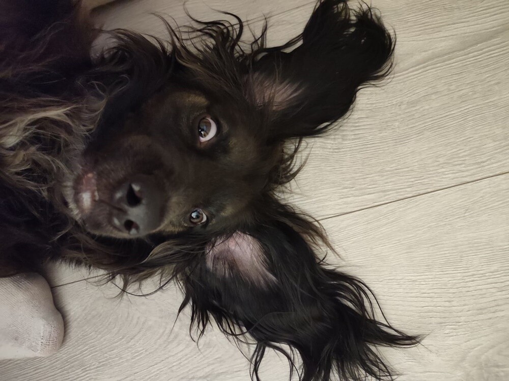 26 sierpnia świętowaliśmy Międzynarodowy Dzień Psa. Oto pupile naszych Czytelników.