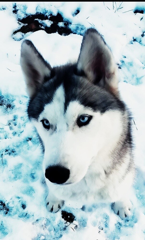26 sierpnia świętowaliśmy Międzynarodowy Dzień Psa. Oto pupile naszych Czytelników.