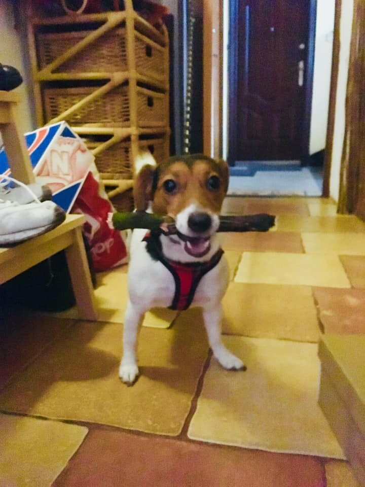 26 sierpnia świętowaliśmy Międzynarodowy Dzień Psa. Oto pupile naszych Czytelników.