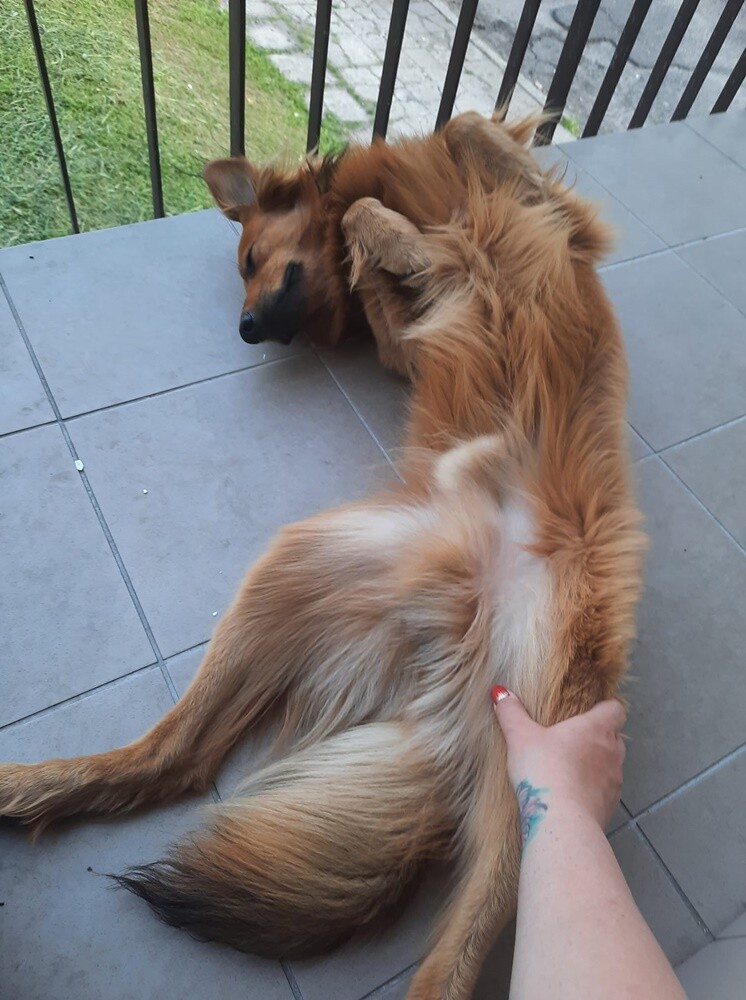 26 sierpnia świętowaliśmy Międzynarodowy Dzień Psa. Oto pupile naszych Czytelników.