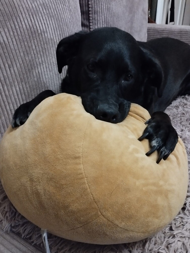 26 sierpnia świętowaliśmy Międzynarodowy Dzień Psa. Oto pupile naszych Czytelników.